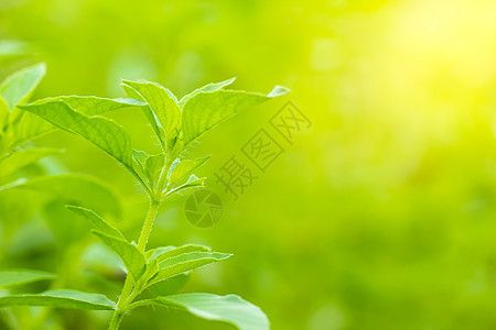 晨光下的海蛇树或树 是黑鱼树场地草药保健芳香树叶植物食物花园农业卫生图片