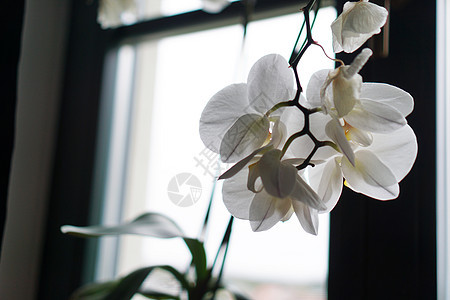 大窗户附近的花盆 窗台上的白兰花家具房间遮阳帘古董植物村屋静物装饰房子沙发图片