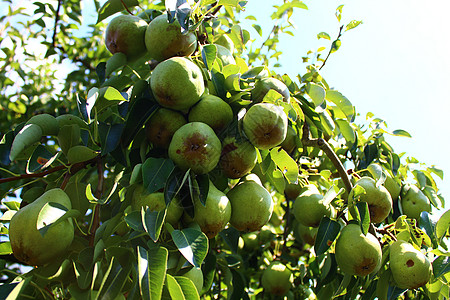 梨树上的梨子花园维生素食物树木水果绿色健康图片
