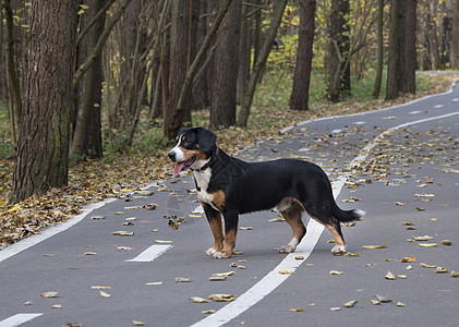 秋季森林的狗在路上宠物牧羊人树叶哺乳动物天气幸福黄色阳光叶子木头图片