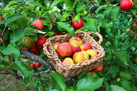 在花园的篮子里的苹果树木收成果树苹果树维生素农场食物水果收获季节图片