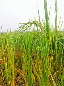 有机水稻作物要到金田去收割树叶种植园季节农业植物农村农田生长农场植被图片