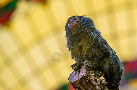 世界最小的猴子 皮格米马默塞 美洲小热带原始物种图片