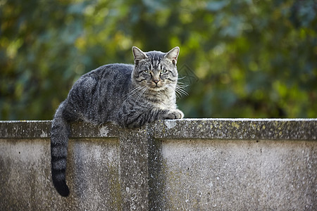 墙上的猫2有条纹的猫虎高清图片