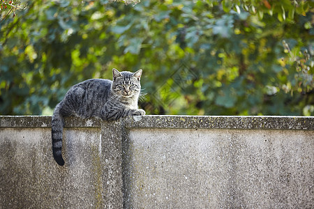 墙上的猫建筑石头蓝色猫科动物爪子哺乳动物毛皮街道猫咪动物图片