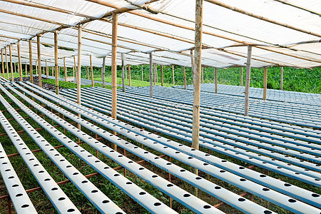 水栽培植物农场的图象温室场地沙拉叶子绿色生食栽培花园技术食物图片
