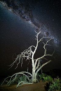 夜空中星空在沙漠的枯树上图片