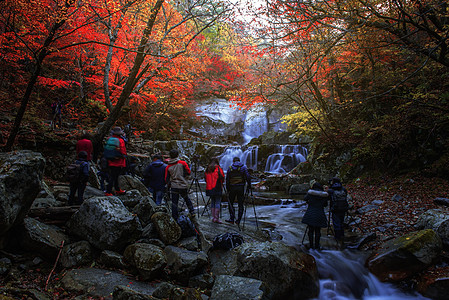 南韩国民Baekryeong的秋叶和瀑布热带植物公园树木季节森林天堂叶子荒野溪流图片