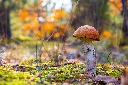 苔中的橙子树脂蘑菇图片