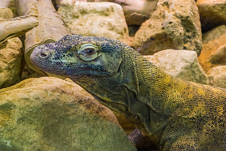 科莫多龙脸的特写 来自印度尼西亚的热带蜥蜴 脆弱的动物物种背景图片