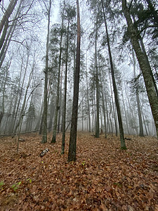 拉脱维亚高贾河谷季节全景叶子公园旅游地面橙子森林场景小路图片