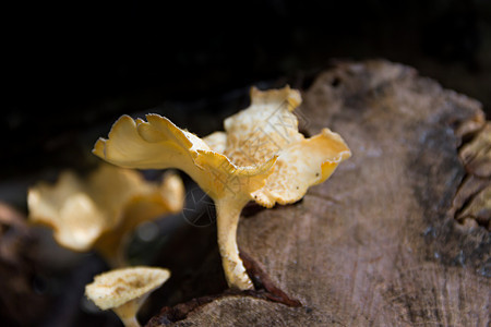 长在死树的树皮上的真菌树干苔藓鹿茸绿色菌类团体木头宏观棕色黄色图片