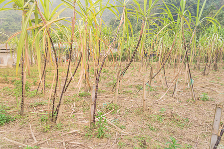 北越国家一侧有竹塔利支助的紫糖甘蔗农场在北越农村一侧生长农田环境培育收成花园热带村庄树干生产图片