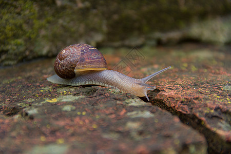 蜗牛从古砖上滑落房子螺旋天线苔藓绿色棕色田螺花园宏观动物背景图片