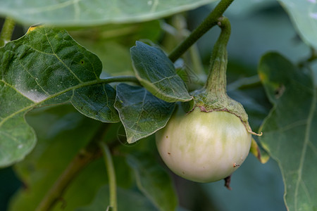 在花园的树上 选作一些焦点特端泰式茄子健康农场热带蔬菜生产生活农业营养叶子水果图片