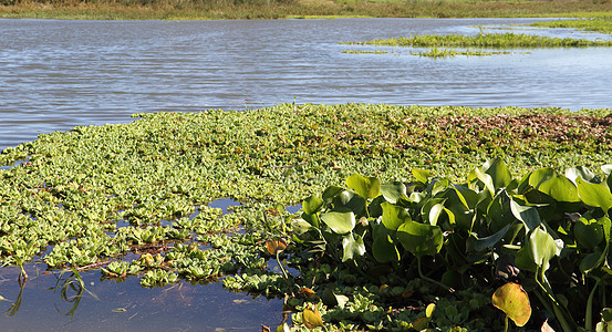 浮动计划植物学湿地叶子农业树木植物群公园生态洪水生菜图片