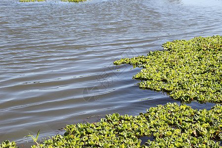浮动计划叶子迷彩湿地洪水农业环境热带池塘公园生菜图片