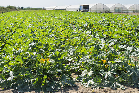 Zucchini在工业农场排成一排蔬菜生长水果栽培农田收成植物食物叶子土壤图片