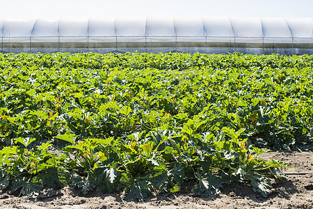 Zucchini在工业农场排成一排乡村绿色植物种植园食物叶子水果栽培场地花园图片