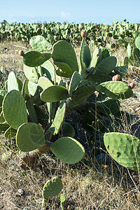 工业仙人掌种植园 生长仙人掌 仙人掌水果植物群食物沙漠花园植物衬套农业果实叶子蔬菜图片