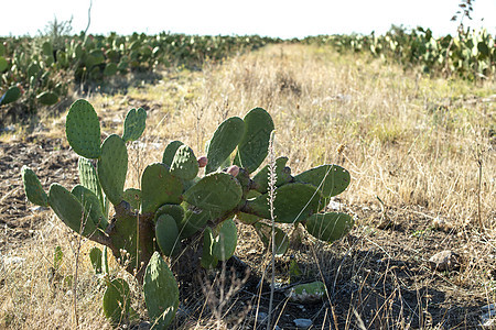 工业仙人掌种植园 生长仙人掌 仙人掌水果热带季节农场果实植物群食物蔬菜沙漠农业植物图片