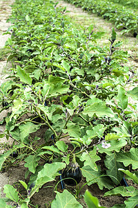 田地上种茄子 在种植园里种植水果生长食物园艺农场季节健康生产叶子农业图片