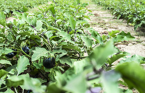 田地上种茄子 在种植园里种植花园营养蔬菜农业生产园艺叶子收成紫色季节图片