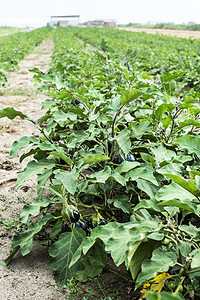 田地上种茄子 在种植园里种植温室健康蔬菜季节园艺植物生长营养收成栽培图片