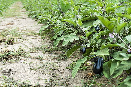 田地上种茄子 在种植园里种植收成营养季节生长植物农场健康温室生产栽培图片