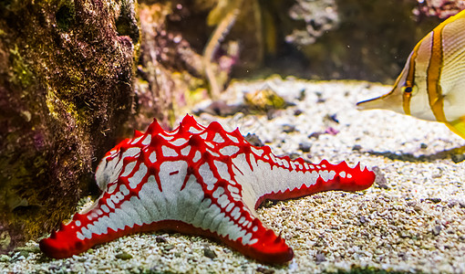 特写镜头中的非洲红旋钮海星 热带观赏水族馆宠物 来自印度太平洋的海星图片