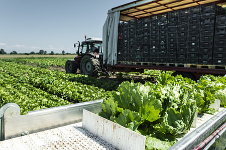 带生产线的拖拉器 用于自动收割生菜机械化收成营养包装环境收缩机生长园艺机器企业图片