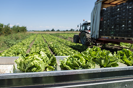 带生产线的拖拉器 用于自动收割生菜沙拉环境企业生产农业园艺生长收缩机包装叶子图片