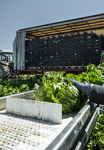 带生产线的拖拉器 用于自动收割生菜沙拉收缩机冰山植物收成收获蔬菜场地机械化环境图片