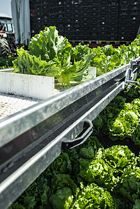 带生产线的拖拉器 用于自动收割生菜季节企业农场植物农民机械化收获沙拉机器叶子图片