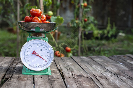 在家庭有机花园里 西红柿在天平上平衡水果蔬菜饮食生物维生素重量图片