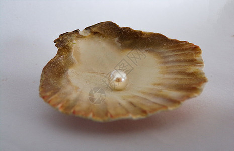 在白色背景上孤立的贝壳中的美丽珍珠图片