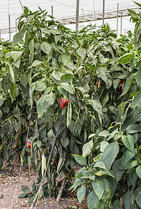 野外种植胡椒培育辣椒生长植物红色农业栽培蔬菜绿色食物图片