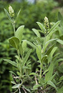 Salvia在一个家庭花园里绿色疗法白色植物叶子树叶桌子芳香草本植物食物图片