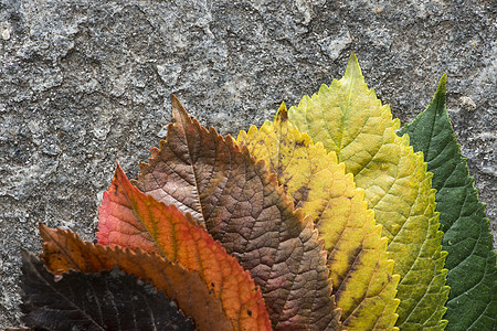 秋叶红色橙子树叶植物活力沥青森林绿色季节叶子图片