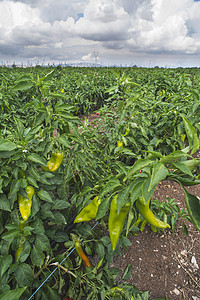 在野外种植胡椒树农业种植园食物季节花园场地饮食植物收成生长图片