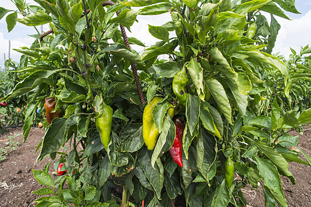 在野外种植胡椒树植物辣椒栽培食物环境饮食收成叶子农场季节图片