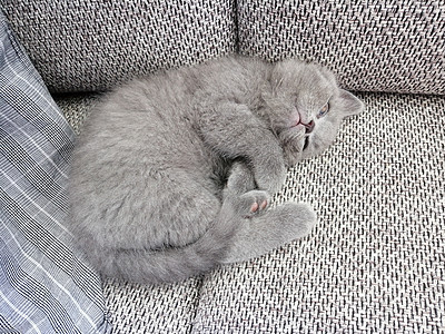 美丽的灰猫睡在沙发上胡须蓝色宠物猫咪短发动物小猫毛皮冒充图片