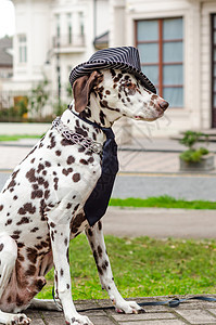 戴着条纹帽子的达马尔马提亚狗和尖顶建筑动物衣服金属宠物领带黑与白白色绅士图片