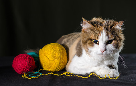 三色猫抱着一球黄红蓝线猫科针织品警卫网络线索怨恨宠物针线活灯丝动物图片