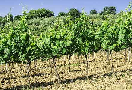 意大利的葡萄种植园和农庄房农业农场收成爬坡藤蔓生长天空地面栽培酒厂图片