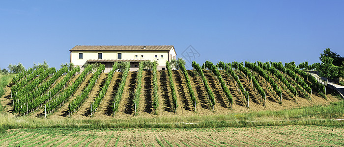 意大利的葡萄种植园和农庄房酒厂爬坡国家农场葡萄园农业农家藤蔓地面收成图片