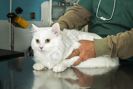 兽医中的猫医疗猫咪护士医院医生小猫保健成人诊所疾病图片