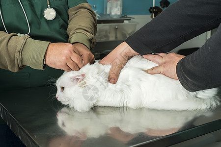 兽医中的猫保健治疗猫咪护士医院药品动物诊所疾病小猫图片