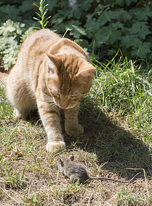 花园中的猫和老鼠小猫宠物行动害虫猫咪力量哺乳动物爪子跑步动物图片