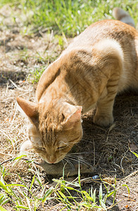 花园中的猫和老鼠跑步打猎小猫猎人食物宠物乐趣力量猫科动物哺乳动物图片